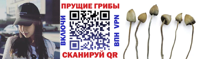 как найти закладки  Ишим  Псилоцибиновые грибы GOLDEN TEACHER 